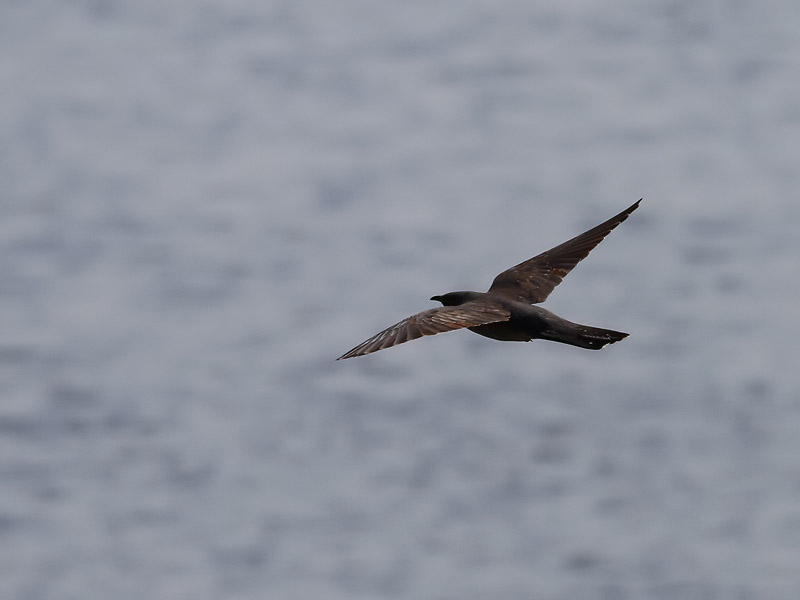 Gk<br> Cuckoo<br> Cuculus canorus