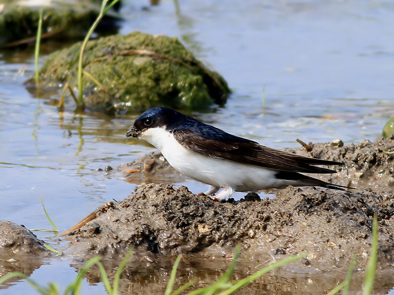 Hussvala<br> House martin<br> Delichon urbica