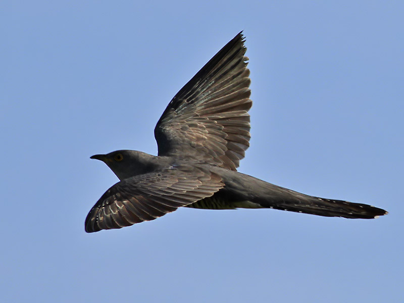 Gk<br> Cuckoo<br> Cuculus canorus