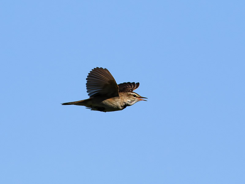 Svsngare<br> Sedge Warbler<br> Acrocephalus schoenobaenus
