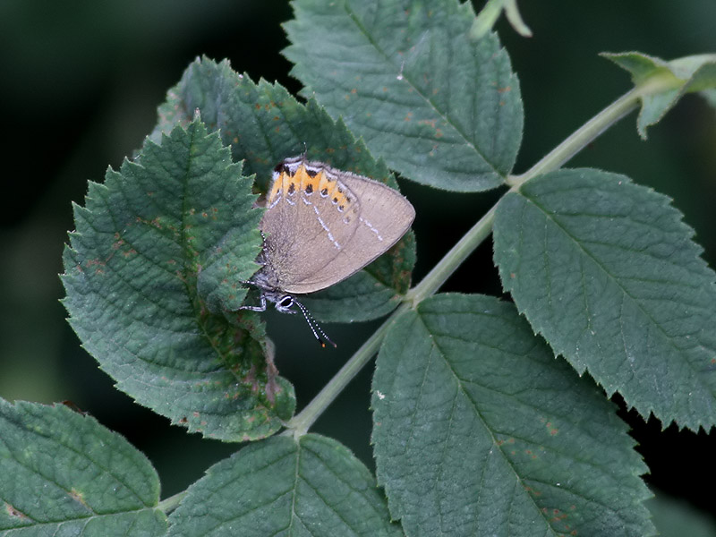Busksnabbvinge <br> Black Hairstreak <br< Satyrium pruni  