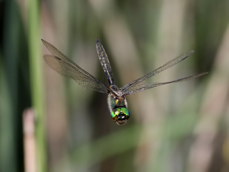 Gulflckad glanstrollslnda <br> Yellow-spotted Emerald<br> Somatochlora flavomaculata