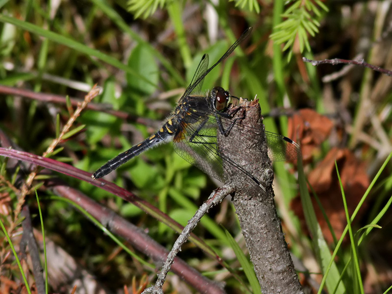 dragonfly sp