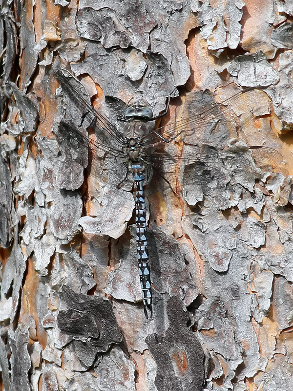 dragonfly sp