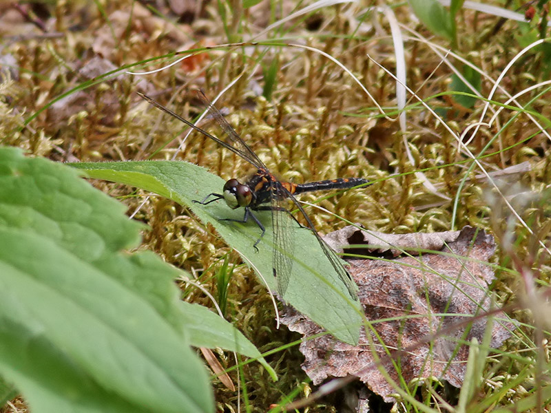 dragonfly sp