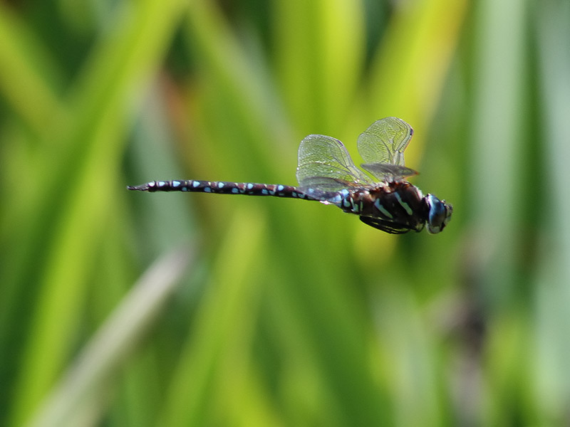 Starrmosaikslnda <br>  Common Hawker <br> Aeshna juncea