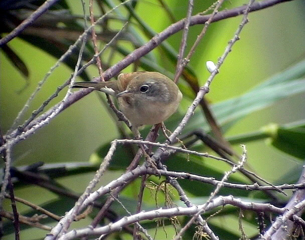 Glasgonsngare<br> Sylvia conspicillata bella<br>Spectacled Warbler