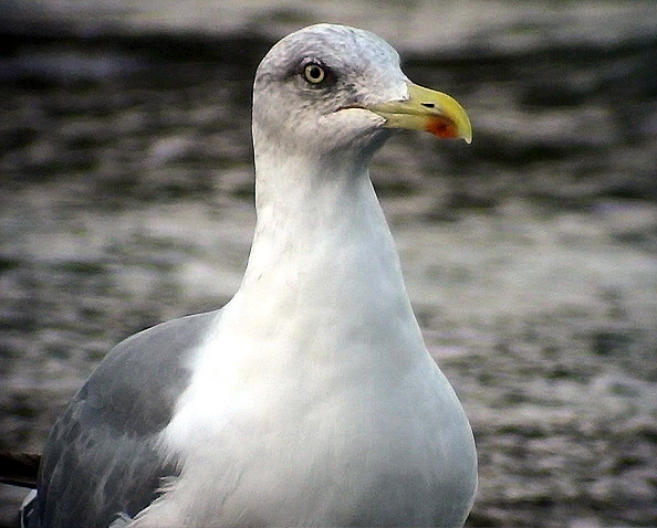 Medelhavstrut<br> Larus michahellis (Atlantis?)<br> Yellow-legged Gull