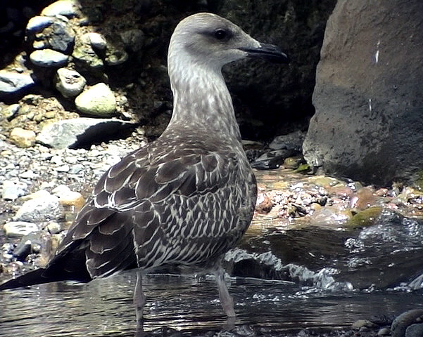 Medelhavstrut<br> Larus michahellis (Atlantis?)<br> Yellow-legged Gull