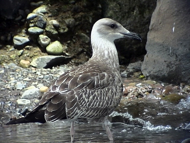 Medelhavstrut<br> Larus michahellis (Atlantis?)<br> Yellow-legged Gull