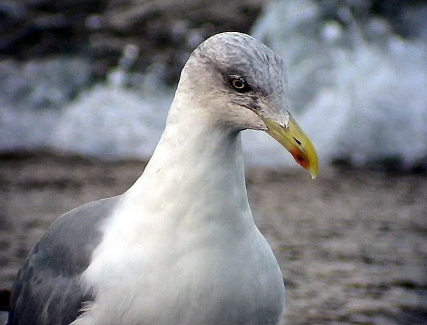 Medelhavstrut<br> Larus michahellis (Atlantis?)<br> Yellow-legged Gull