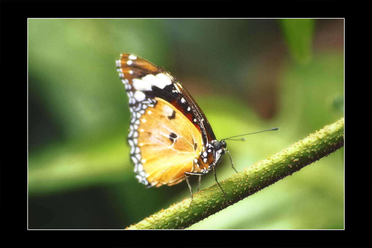 2009 - Butterfly Conservatory