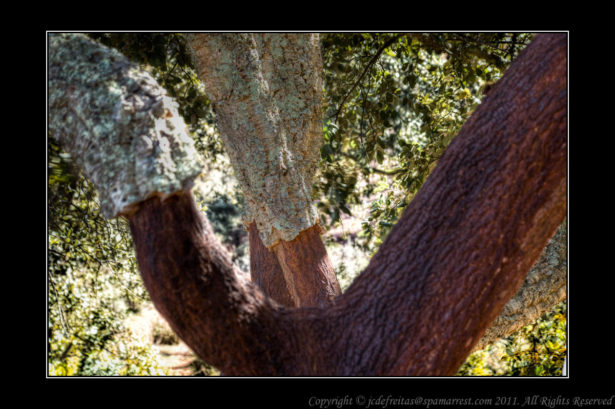 2012 - Cork Oak Tree - Algarve - Portugal