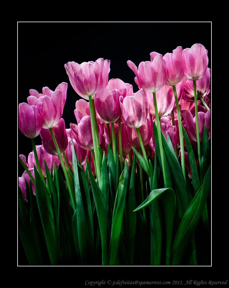 2012 - Canada Blooms, Toronto