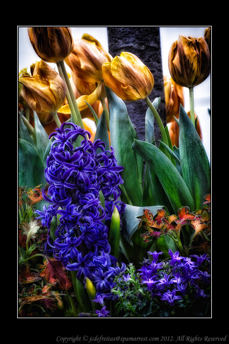 2012 - Canada Blooms - Toronto