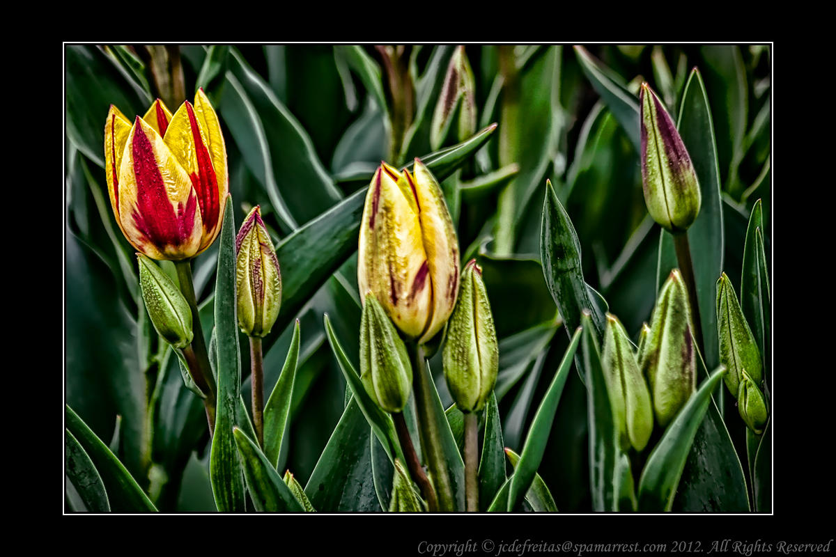 2012 - Toronto Edwards Garden