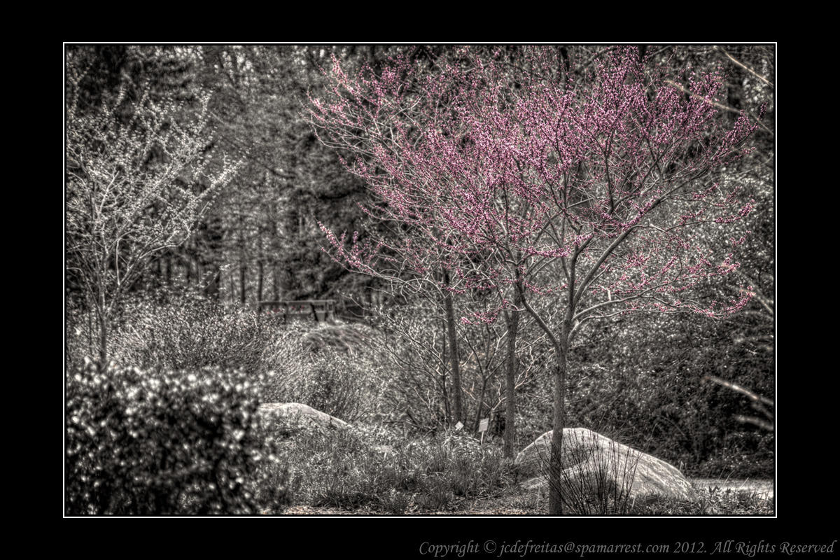 2012 - Eastern Redbud, Edwards Garden - Toronto, Ontario - Canada