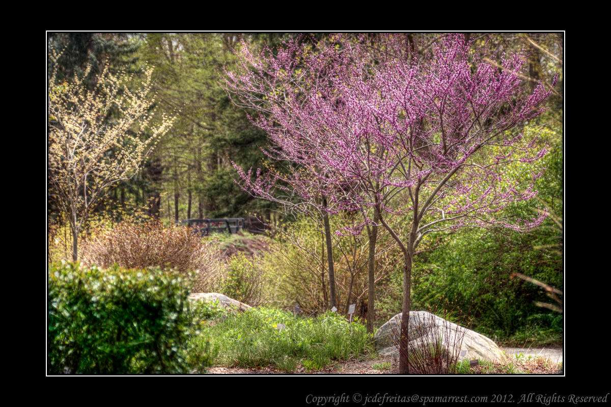 2012 - Eastern Redbud, Edwards Garden - Toronto, Ontario - Canada