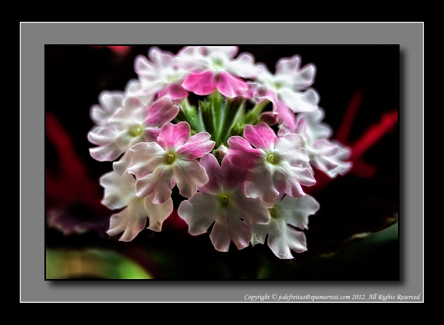 2012 - Verbena - Lanai Twister Pink