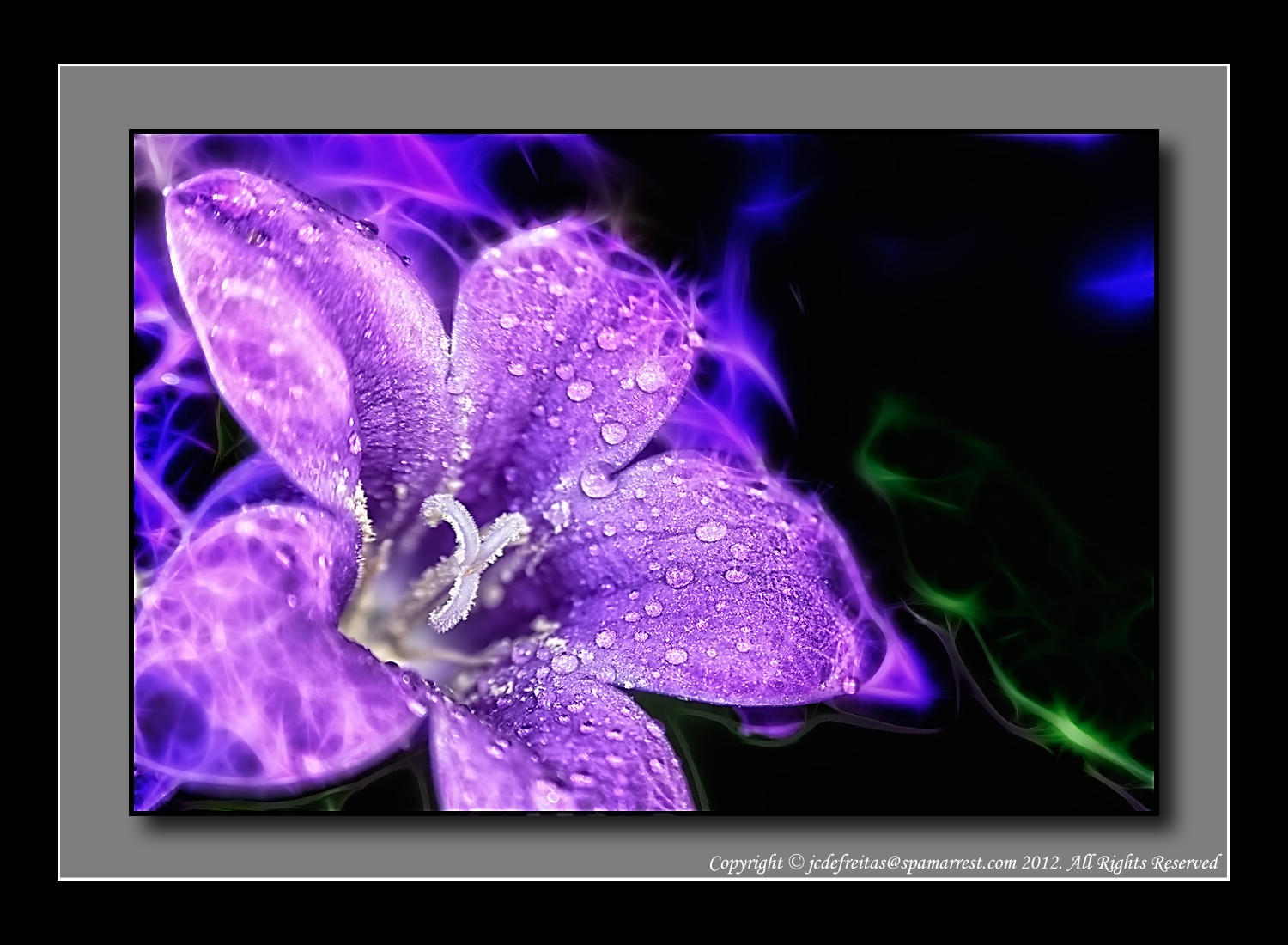 2012 - Campanula