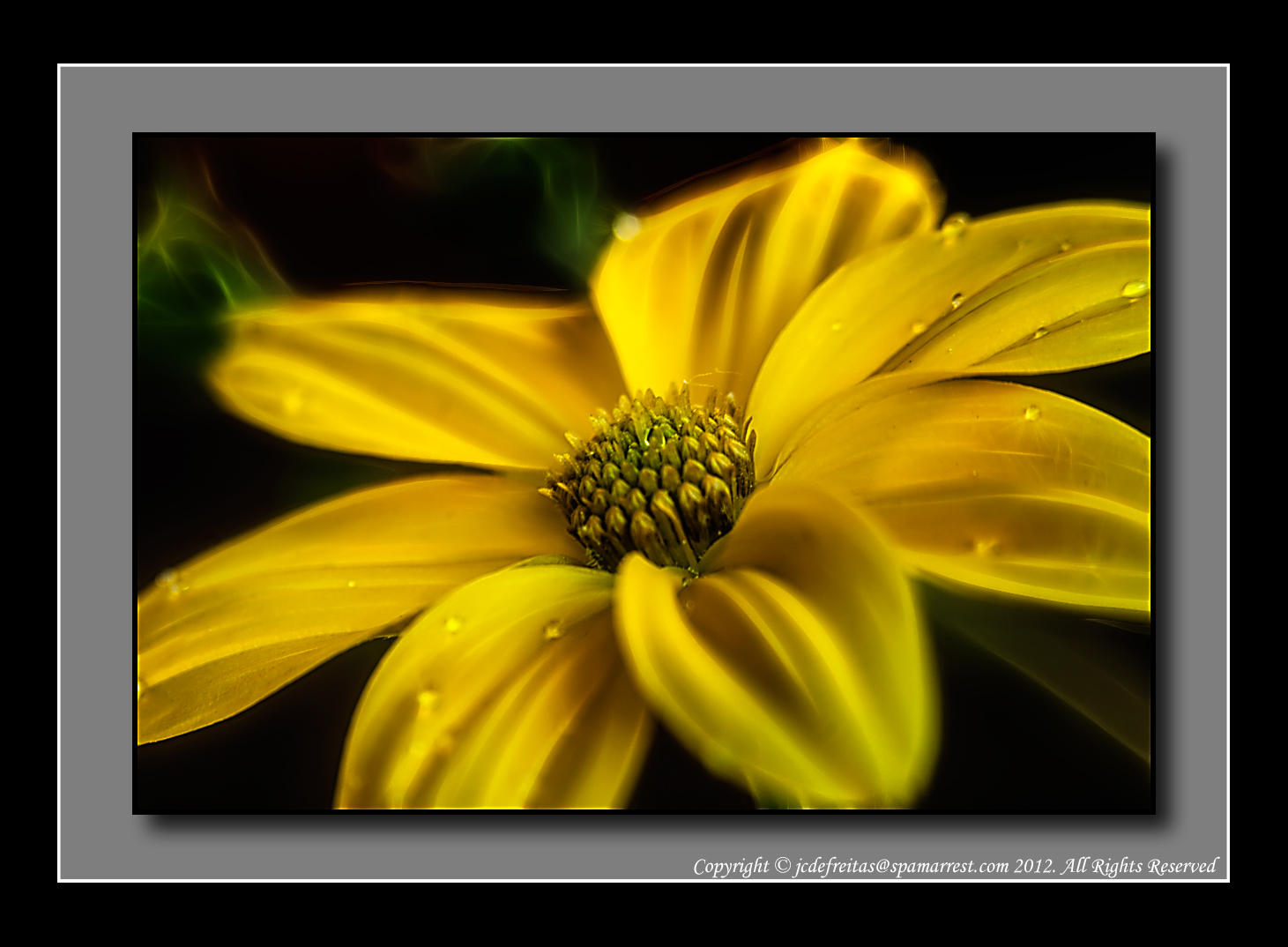 2012 - Bidens - Namid Compact Yellow