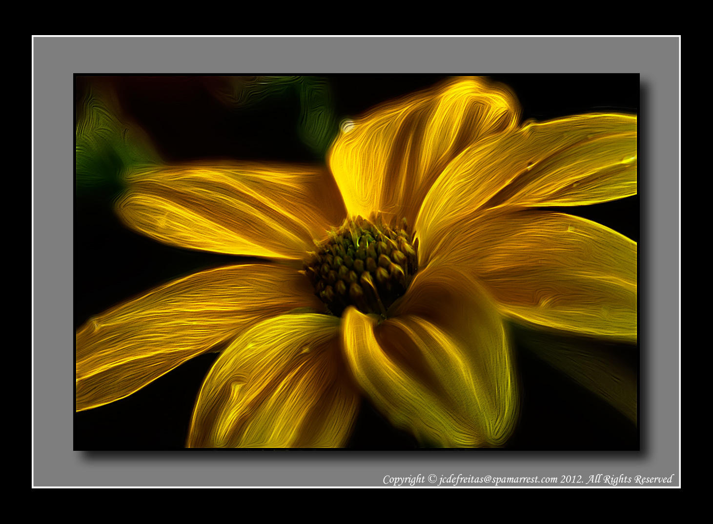 2012 - Bidens - Namid Compact Yellow