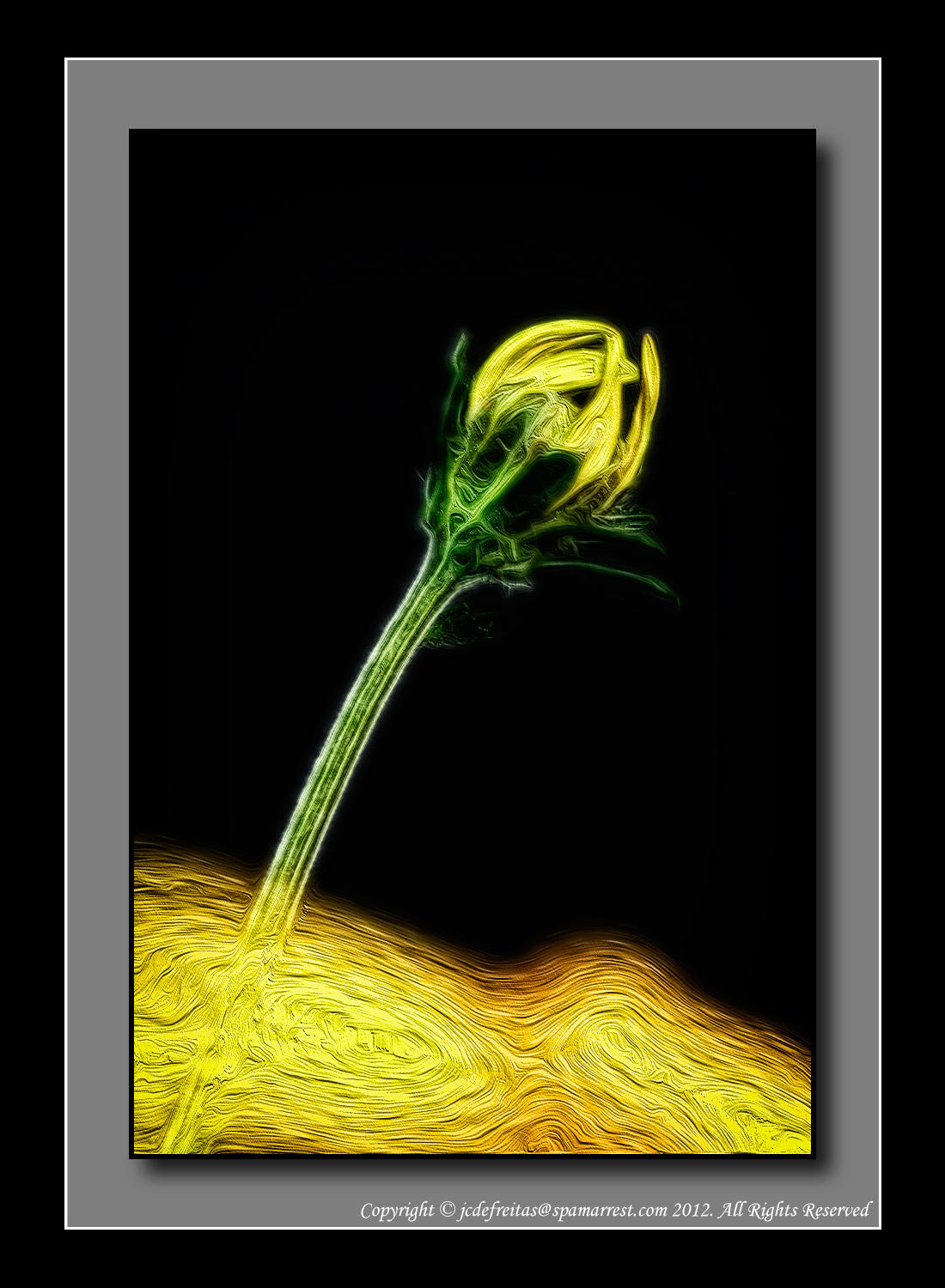 2012 - Bidens - Namid Compact Yellow