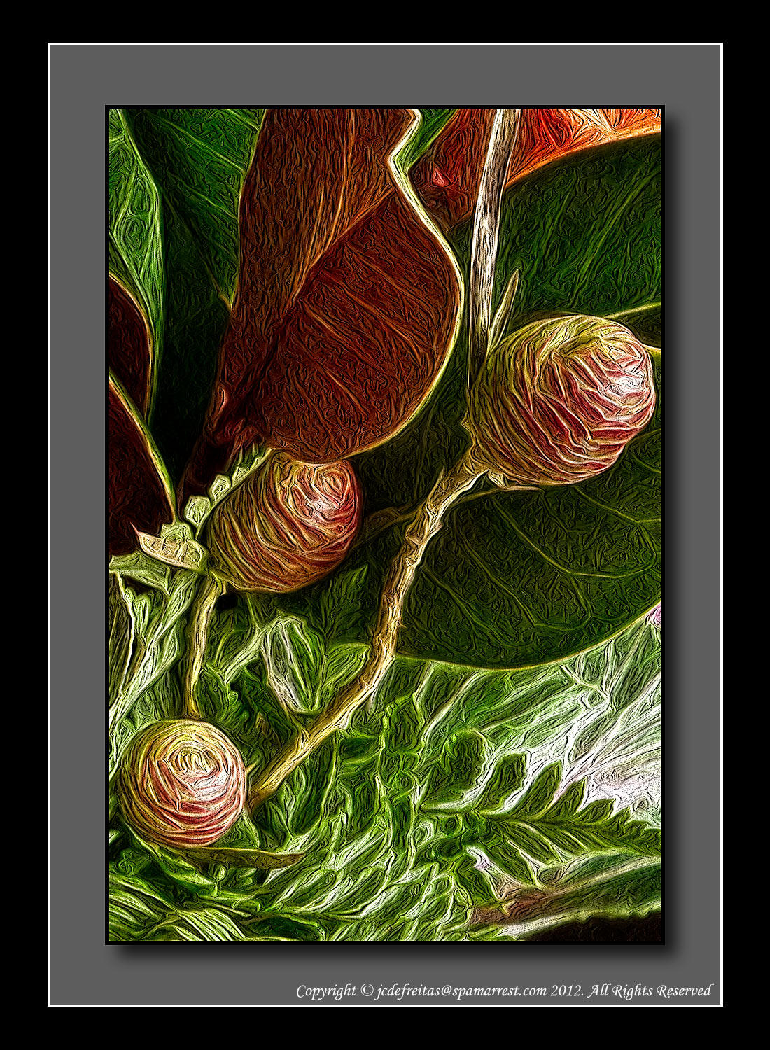 Magnolia Leaves