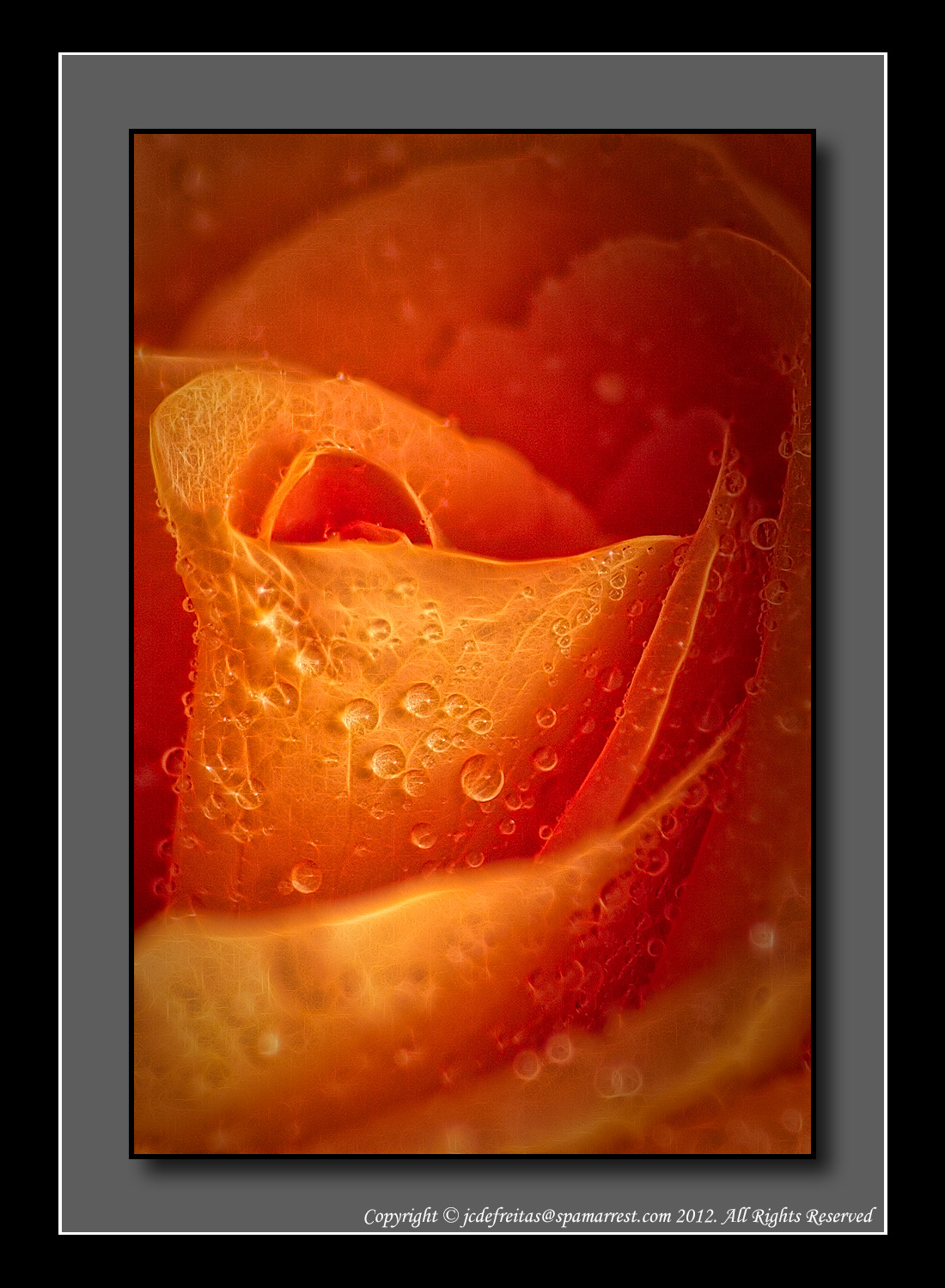 Wet Rose