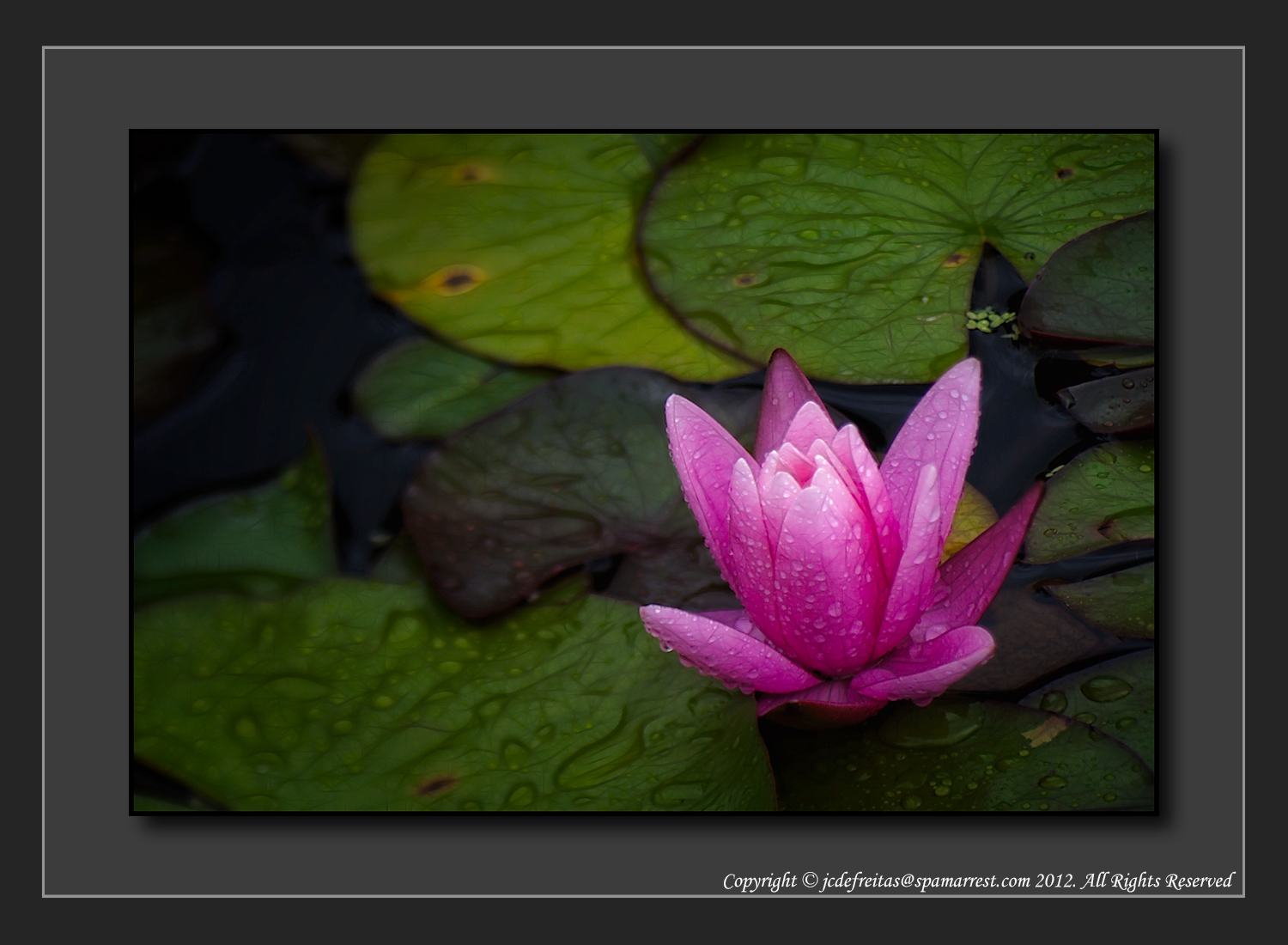 2012 - Water Lily - The Arthur Meighen Gardens - Stratford, Ontario - Canada