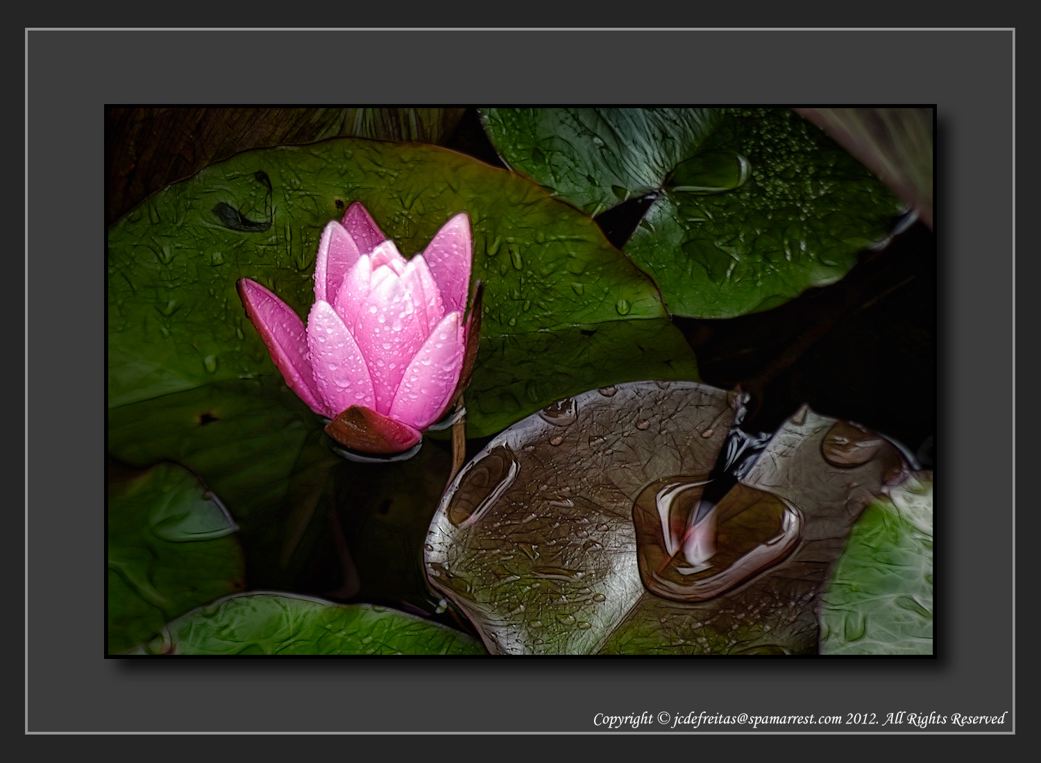 2012 - Water Lily - The Arthur Meighen Gardens - Stratford, Ontario - Canada
