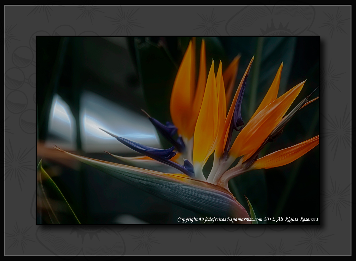 2012 - Birds of Paradise - Royal Botanical Garden - Burlington, Ontario - Canada