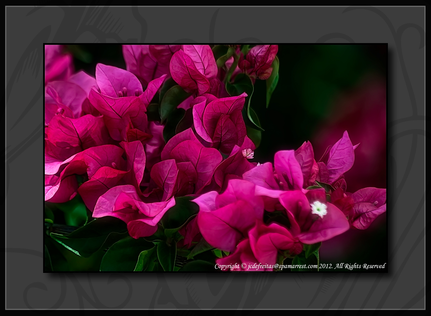 2012 - Bougainvillea - Royal Botanical Garden - Burlington, Ontario - Canada