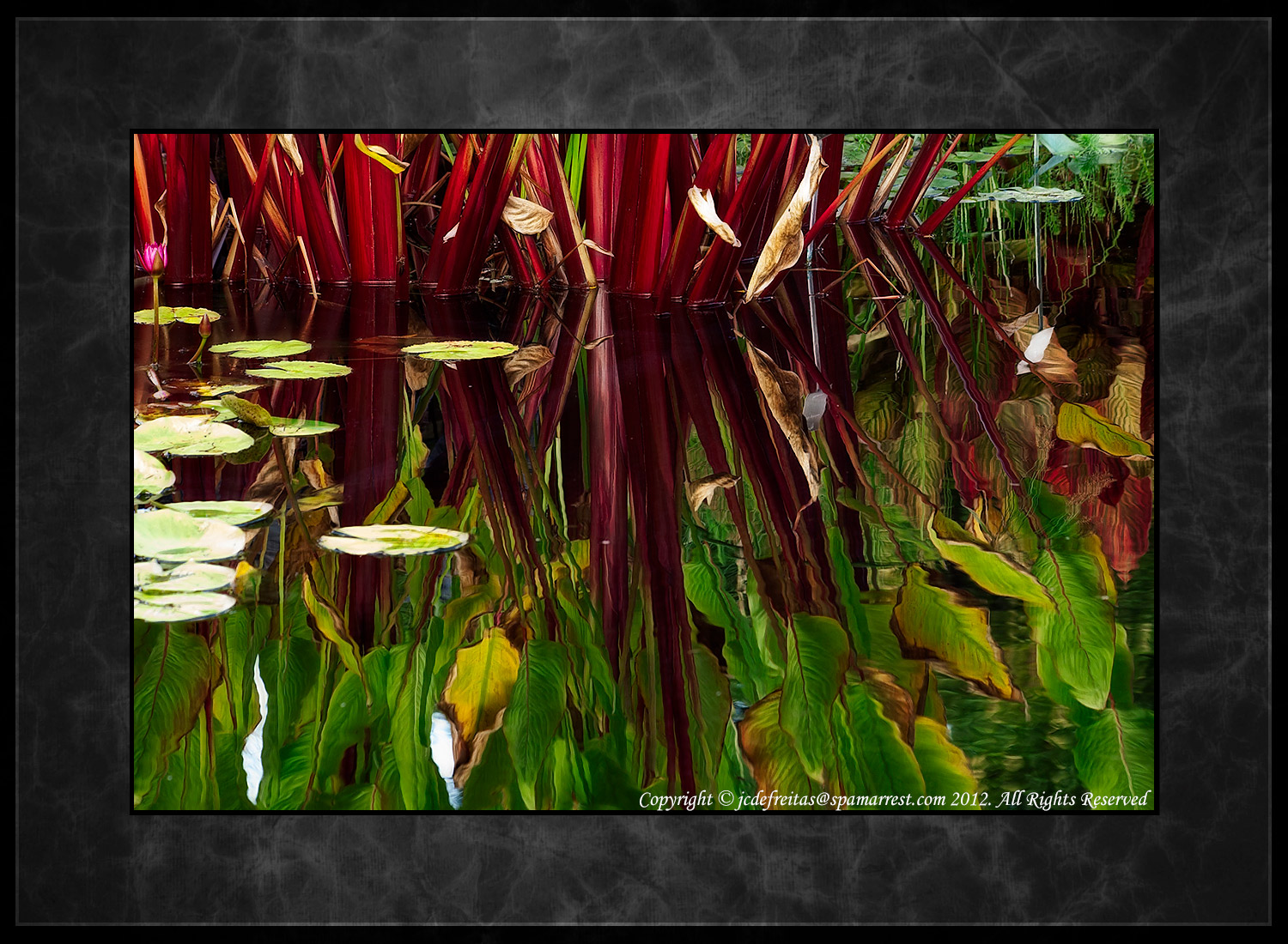 2012 - Reflections - Variegated Water Canna Lily - Royal Botanical Garden - Burlington, Ontario - Canada