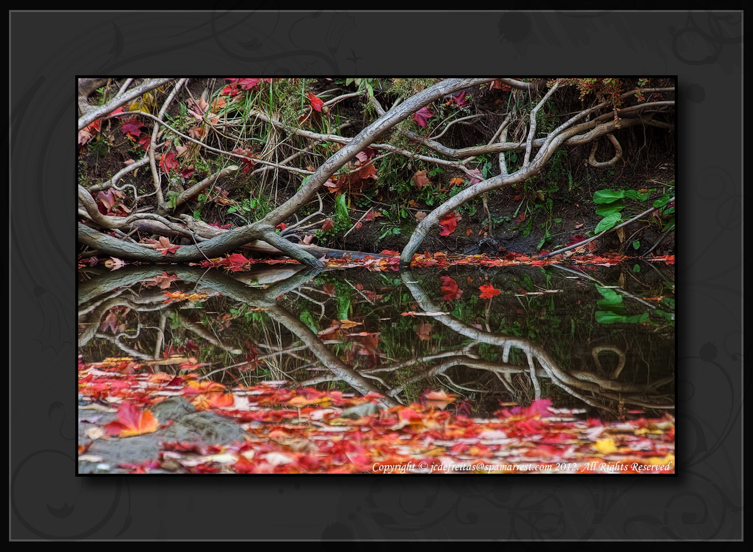 2012 - Autumn Colours - Wilket Creek Park, Toronto