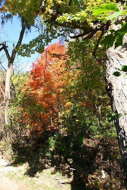 2006 - Fall Colours - Wilket Creek