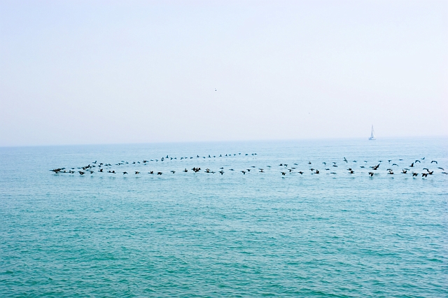 Geese on Formation Flight.jpg