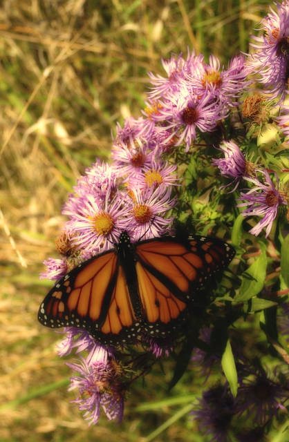 Monarchy Butterfly.jpg