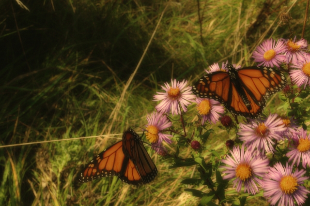 Monarchy Butterfly_4.jpg