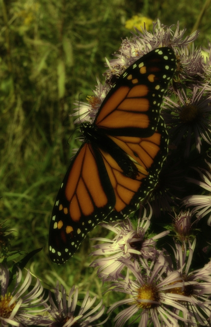 Monarchy Butterfly_5.jpg