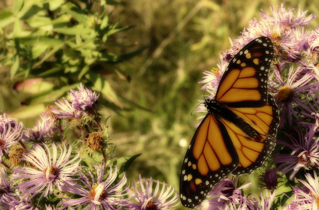 Monarchy Butterfly_6.jpg