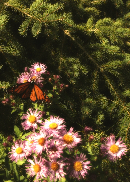 Monarchy Butterfly_9.jpg