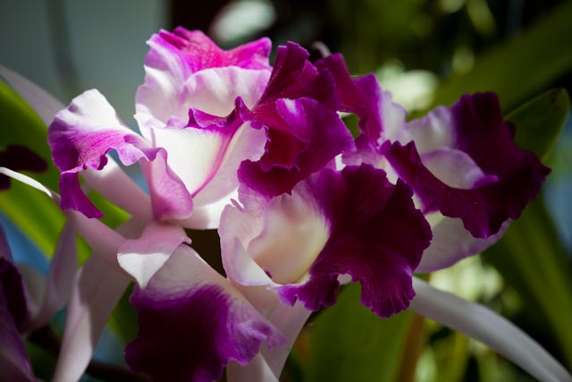 _MG_2631.jpg