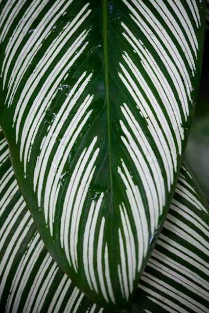 _MG_2645.jpg