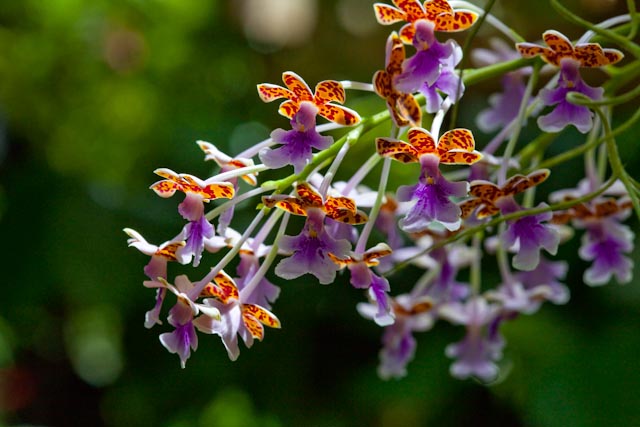 _MG_2675.jpg