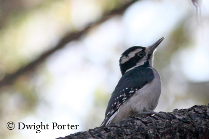 Hairy Woodpecker