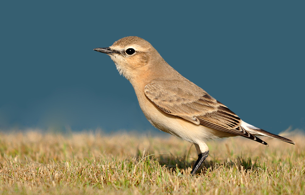 Isabelline Wheatear