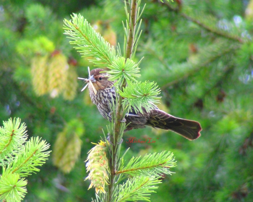 Female redwinged blackbird showing its catch