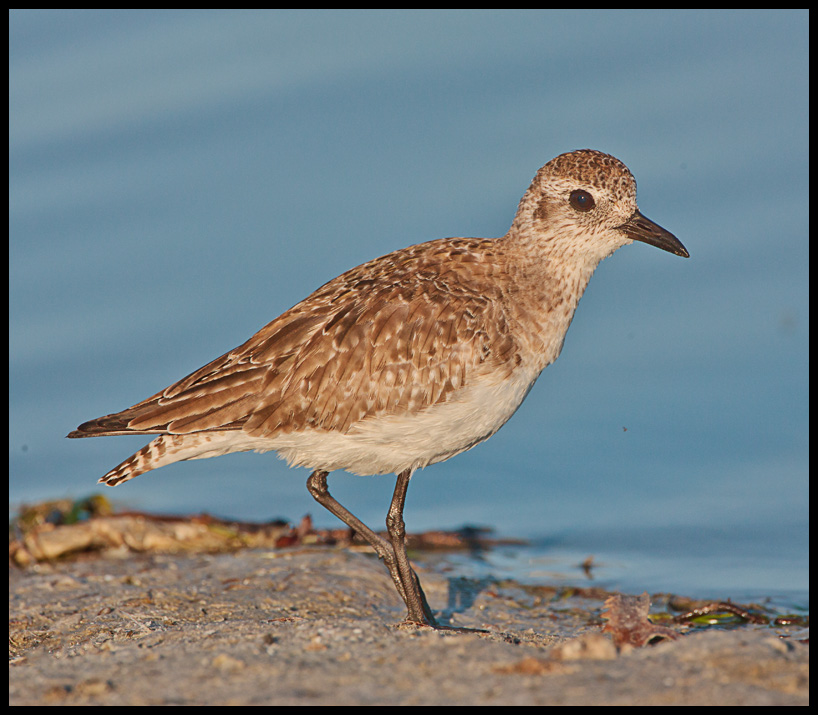 plover2 copy.jpg