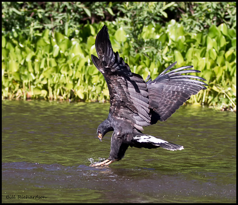Common Black Hawk fishing.jpg